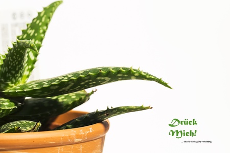 Cactus in a pot with funny saying 009の写真素材