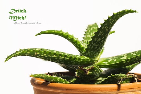Cactus in a pot with funny saying 011の写真素材