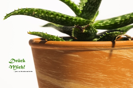 Cactus in a pot with funny saying 013の写真素材