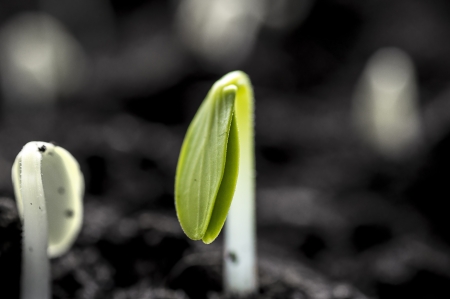 Two very fresh, young plant shoots with depth of fieldの写真素材