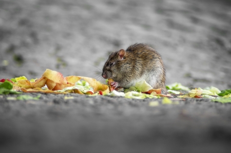 Close-up of a rat eating the fruit and vegetableの写真素材