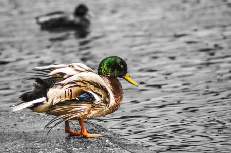 Wild ducks in courtship behavior, the brush and the swim in the riverの写真素材