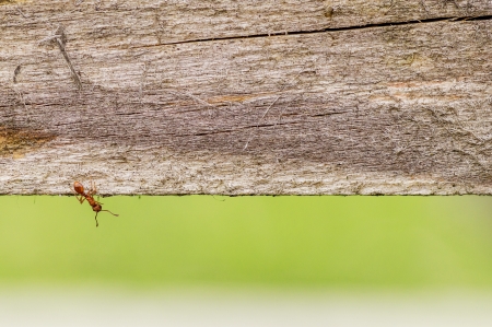 Wooden structure with Ant as a background, texture, texture or wallpaper for desktop, mobile and co の写真素材