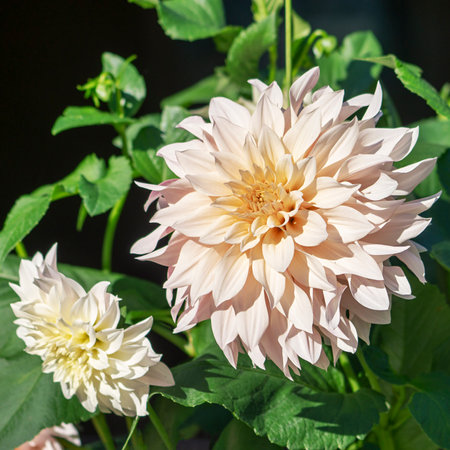 Closeup shot of dahlia flower in the gardenの写真素材