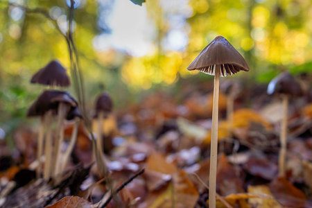 Small mushrooms in the autumn forest on moss with leaves. In nice sunlight.の写真素材