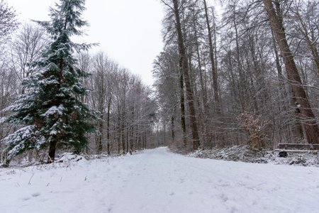 Walk in the winter forest with less snow on the path, trees and in the landscapeの写真素材