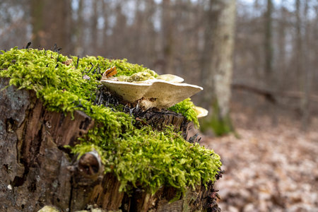 Mushrooms on a stump covered with moss