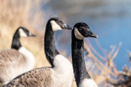 Canada Geese in a short meadow in a riverの写真素材
