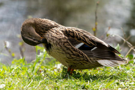 Close up of a duck in the morning in a park. The duck cleans its plumage and cleans itself.の写真素材