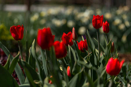 Tulips in spring in a park in the morningの写真素材