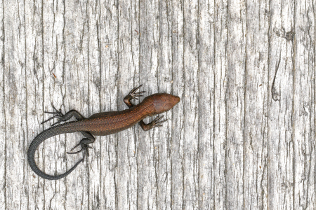 Juvenile viviparous lizard, Zootoca vivipara, basking on the duckboard in Finlandの写真素材