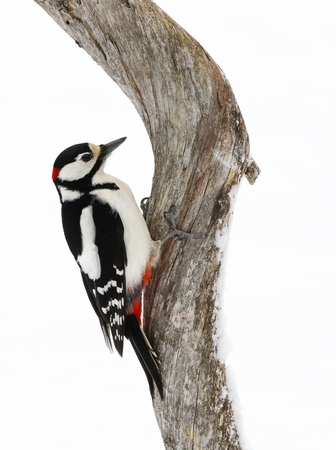 Male Great spotted woodpecker, Dendrocopos major, on deadwood branch in winter in Kuusamo in Finland.の写真素材