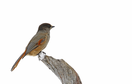 Kuukkeli kelon nokassa valkoista taustaa vasten.|||Siberian jay sitting on deadwood branch in Finland. Kuukkeli kelon nokassa valkoista taustaa vasten.|||Siberian jay sitting on deadwood branch in Finland.
