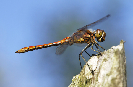 European dragonfly vagrant darter (male), Sympetrum vulgatum in Finland.の写真素材