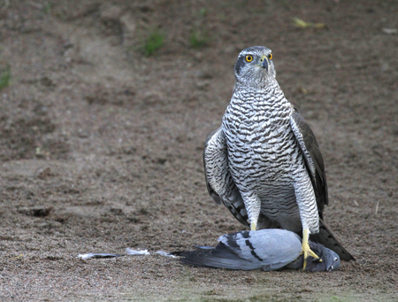 Goshawk, Accipiter gentilis, taking a breath inside the bunker of a golf course after catching and killing the feral pigeon, Columba livia domestica in Espoo, Finland.の写真素材