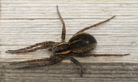 Raft spider, Dolomedes fimbriatus, on duckboard in Kurjenrahka national park in Finland.の写真素材
