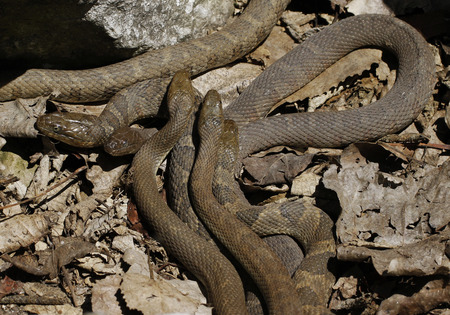 Lake Erie Watersnakes (Nerodia sipedon insularum) mating beneath the rocks by the Lake Erie at Lighthouse Point Provincial Nature Reserve in Pelee Island, Ontario, Canada.の写真素材