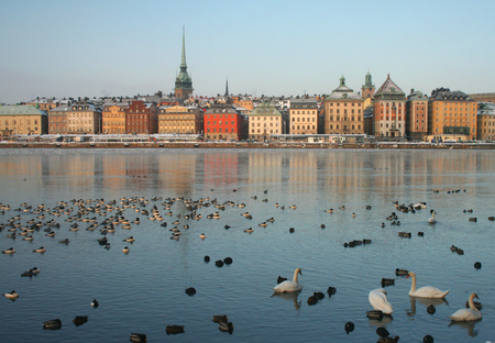 Waterfowl in the front of of Stockholm's Old town, Gamla Stan, in winter morning.の写真素材