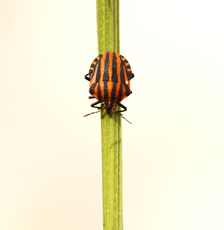Italian striped bug, subspecies Graphosoma lineatum italicum in France.の写真素材