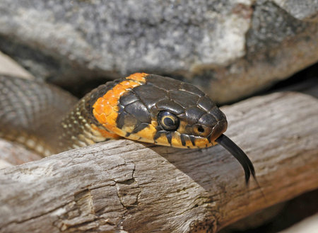 Grass snake sniffing with its tongue on rocky shore of the Finnish Baltic Sea. Distinctive marks,...