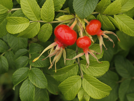 Three ripe rose hips in Finland.の写真素材