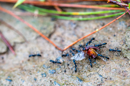 Black ants swarm stinging insects for foodの写真素材
