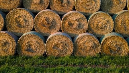 Hay bales stacked on a field in summer. Close-up.の素材