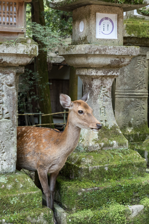 NARA Park deerの写真素材