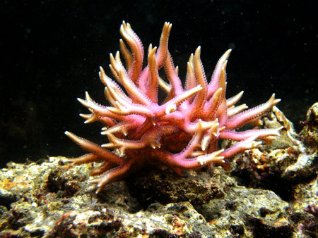 Coral in marine aquarium reef tank