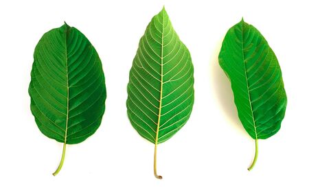 group of kratom leaf (Mitragyna speciosa) Mitragynine on white background isolate image,Drugs and Narcotics,Thai herbal which encourage healthの写真素材