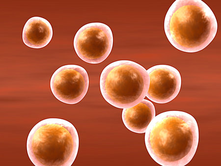 cartoon representing a group of the female reproductive cells (oocytes)