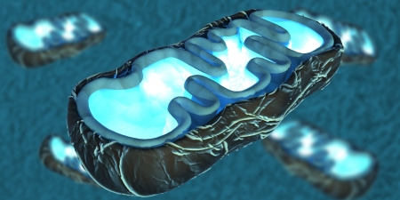 3D illustration of mitochondria, the energy providers of a eukaryotic cellの写真素材