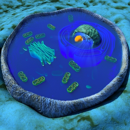 3D illustration of a human or animal cell in cross sectionの写真素材