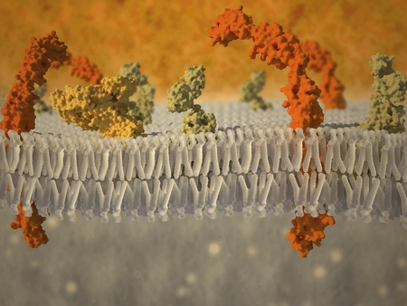 Artistic impression of a plasma membrane of a human cell. The plasma membrane is a bilayer composed of phopholipids in which lots of transmembrane and surface proteins reside. Its function is to separate the intracellular contentの写真素材