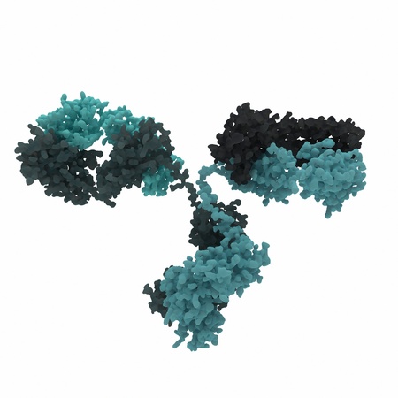 molecular structure of an antibody as it is found in the human body. antibodies are important in the immune responseの写真素材