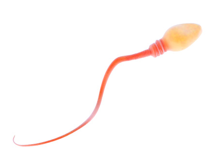 3d illustration of a swimming sperm , male gamete, male reproductive cell or spermatozoon with a head and flagellum isolated on whiteの写真素材