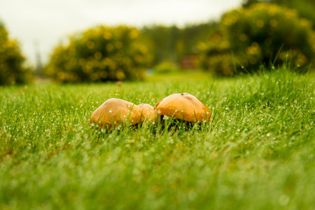 Mushrooms on grass, visible raindropsの写真素材