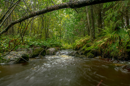 Autumn forest stream long exposureの写真素材