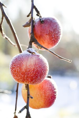 Frozen winter apples.の写真素材