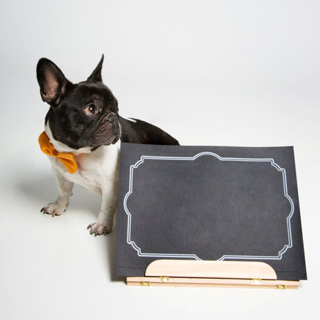 Dog with book on white backgroundの写真素材