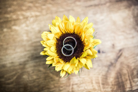 Two wedding rings over a sunflower