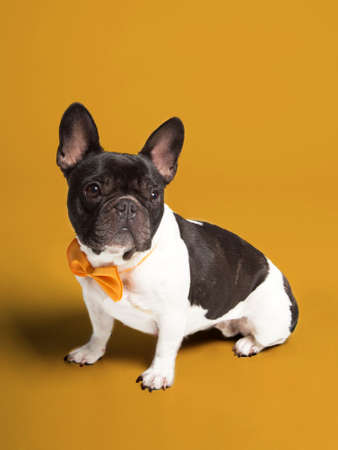 Dog posing at camera on orange backgroundの写真素材