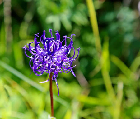 Flower in the middle of green environmentの写真素材