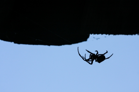 Silhouette of wild spider waiting for a preyの写真素材