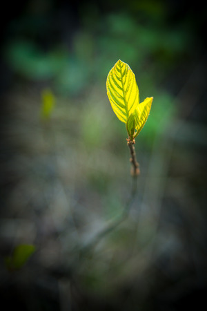 New leaf growing of groundの写真素材