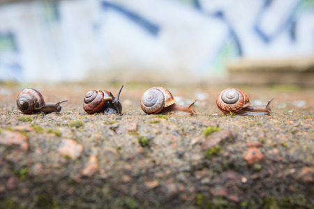 Group of small snails going forwardの写真素材