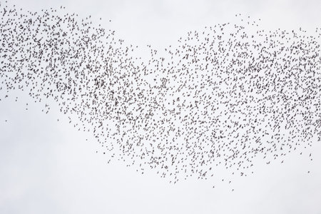 Bats flying in gunung mulu national park