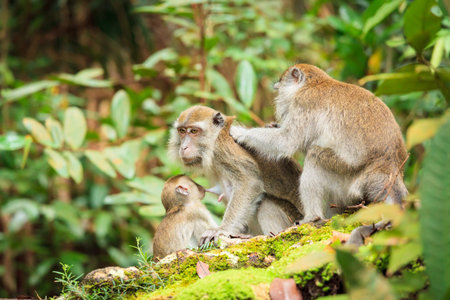 Monkey family taking care of each others