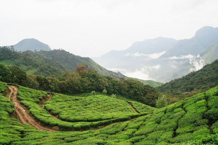 Munnar tea fieldsの写真素材