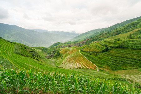 Chinese rice fieldsの写真素材